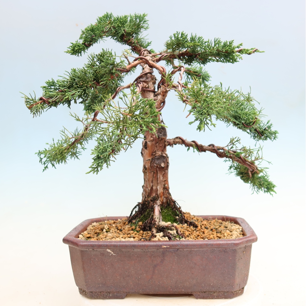 Outdoor bonsai - Juniperus chinensis Kishu