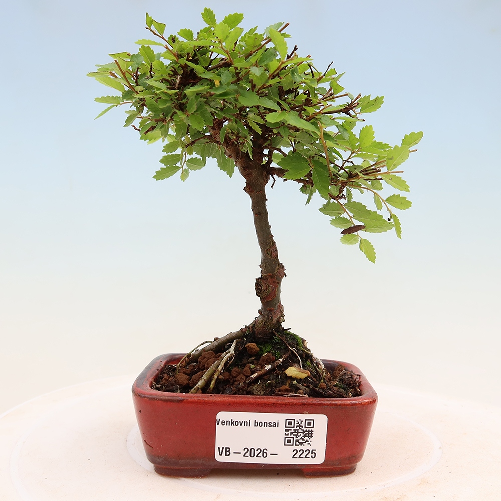 Outdoor bonsai - Ulmus parvifolia Sagei - Small-leaved elm