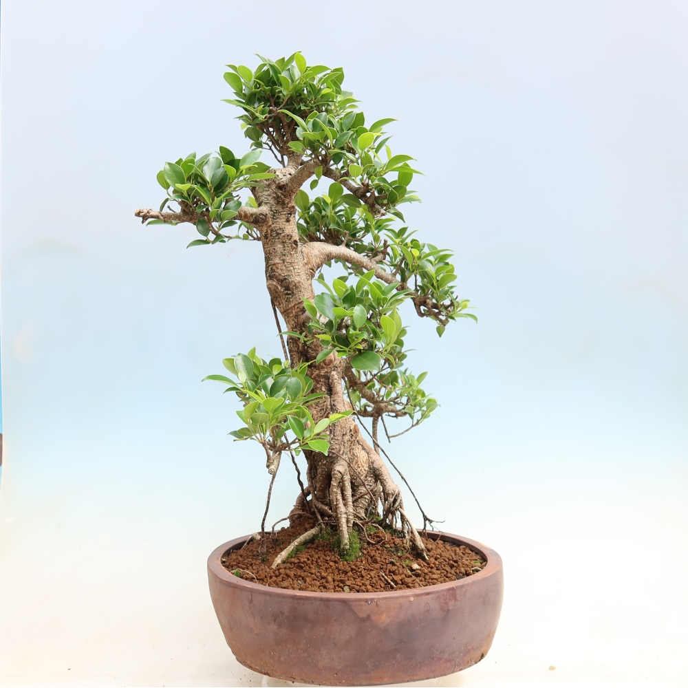Room bonsai - Ficus kimmen - small-leaved ficus