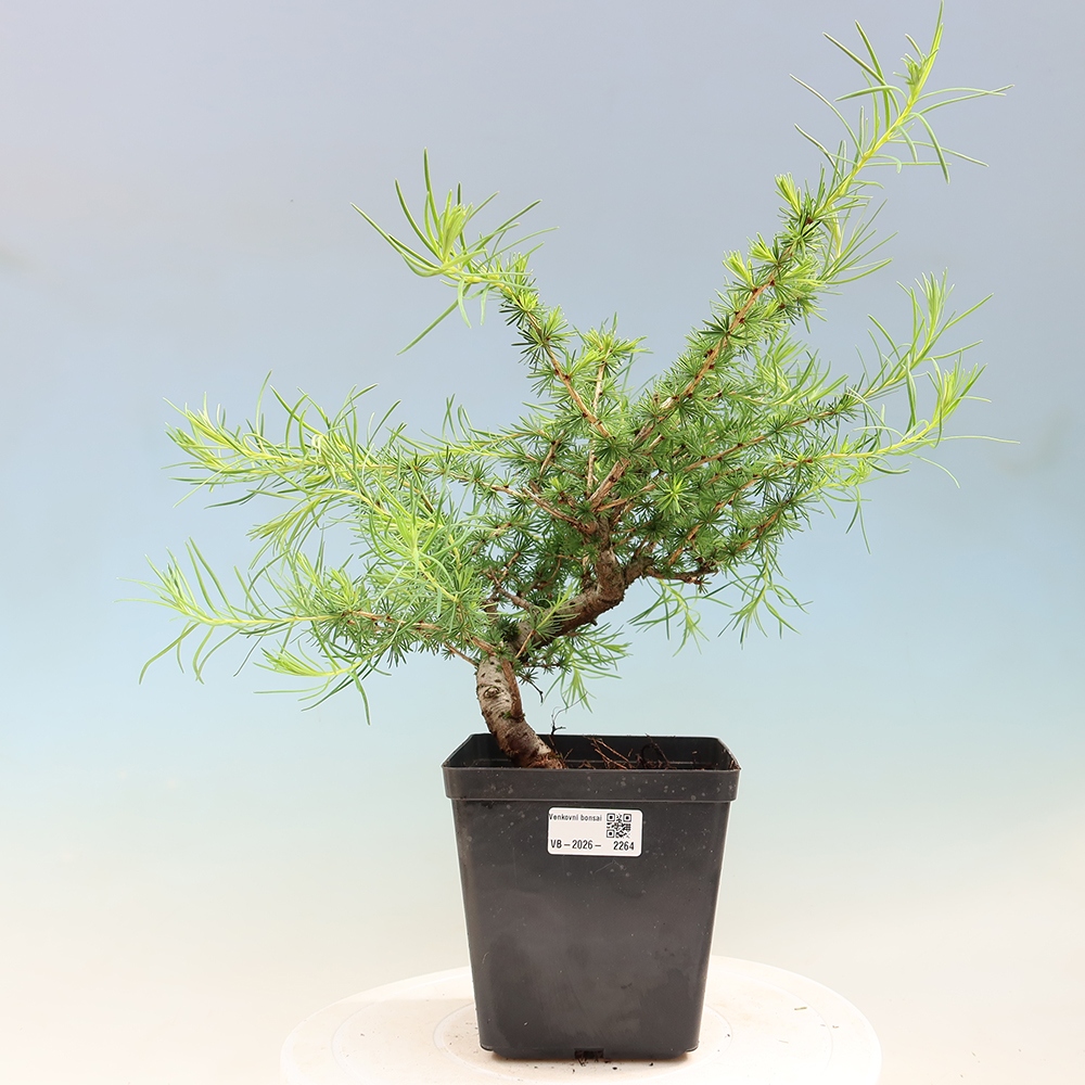 Outdoor bonsai -Larix decidua - Larch