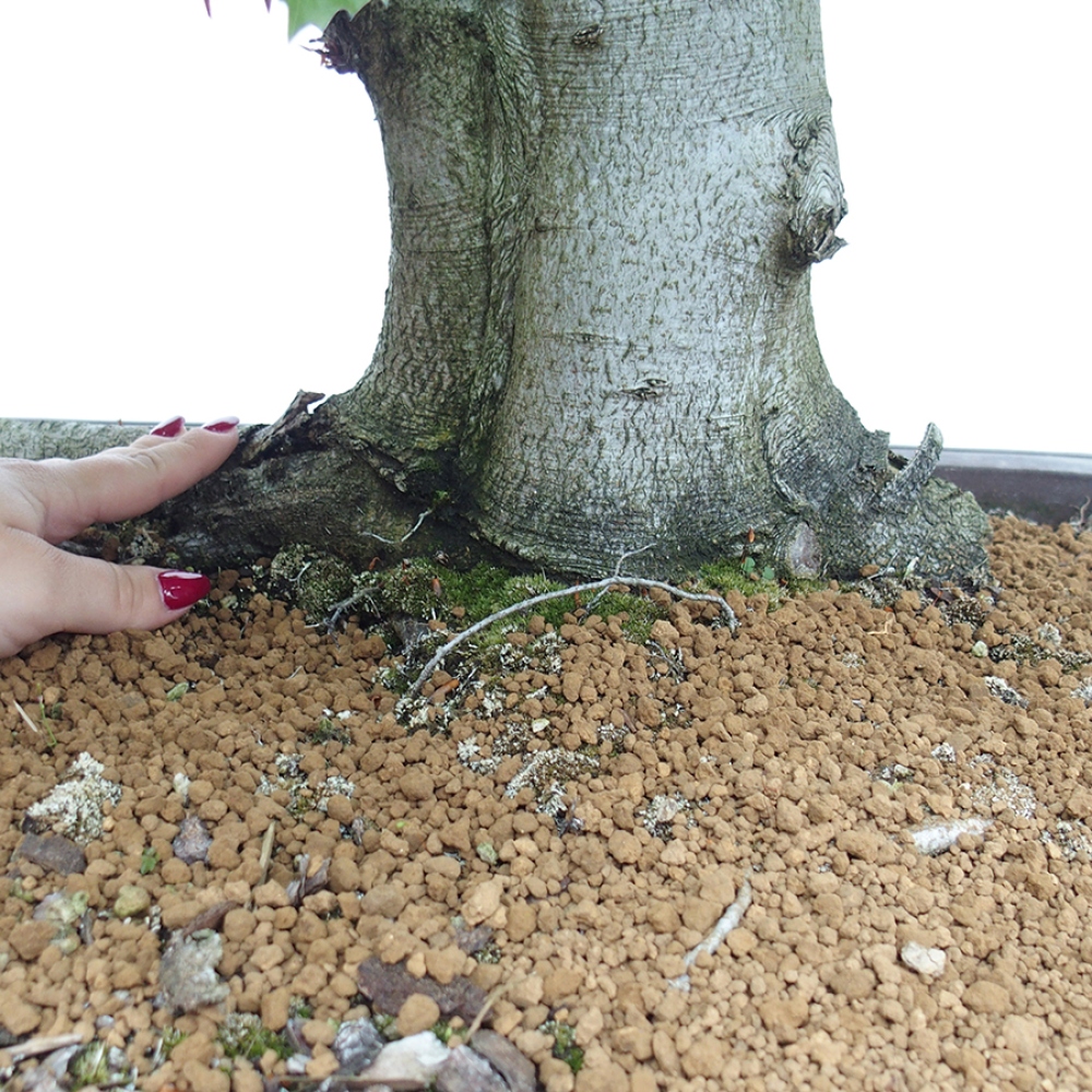 Outdoor bonsai - Fagus sylvatica - Beech