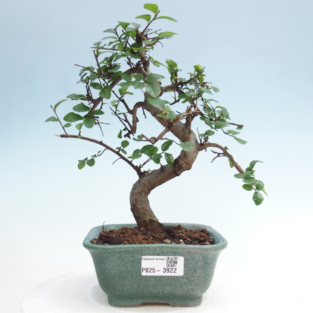 Room bonsai - Ulmus parvifolia - Small-leaved elm
