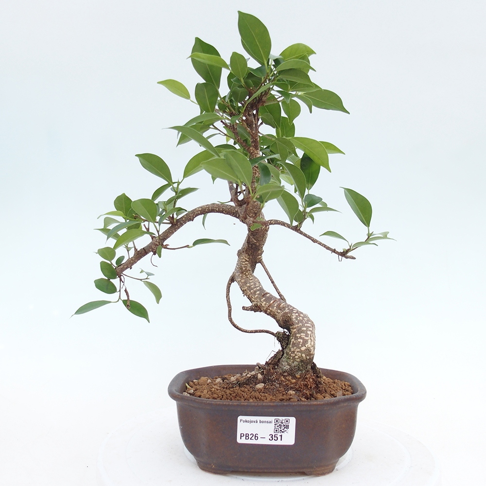 Room bonsai - Ficus retusa - small-leaved ficus