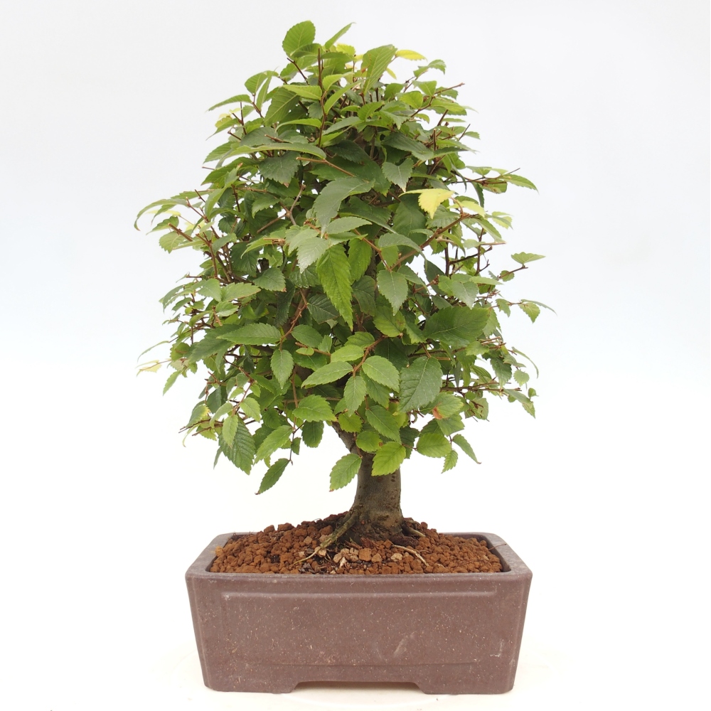 Outdoor bonsai - Zelkova - Zelkova serrata