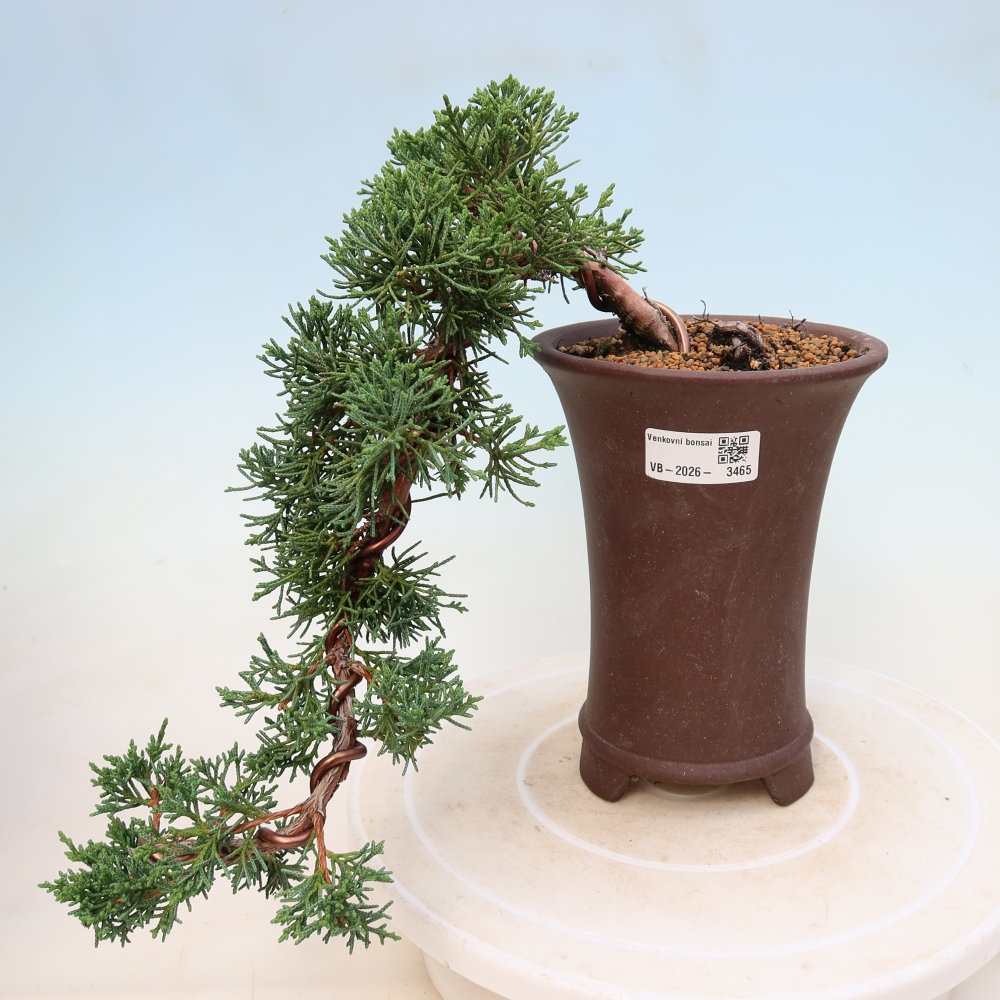 Outdoor bonsai - Juniperus chinensis Kishu