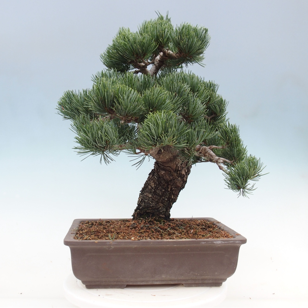 Outdoor bonsai - Pinus parviflora - Small pine tree