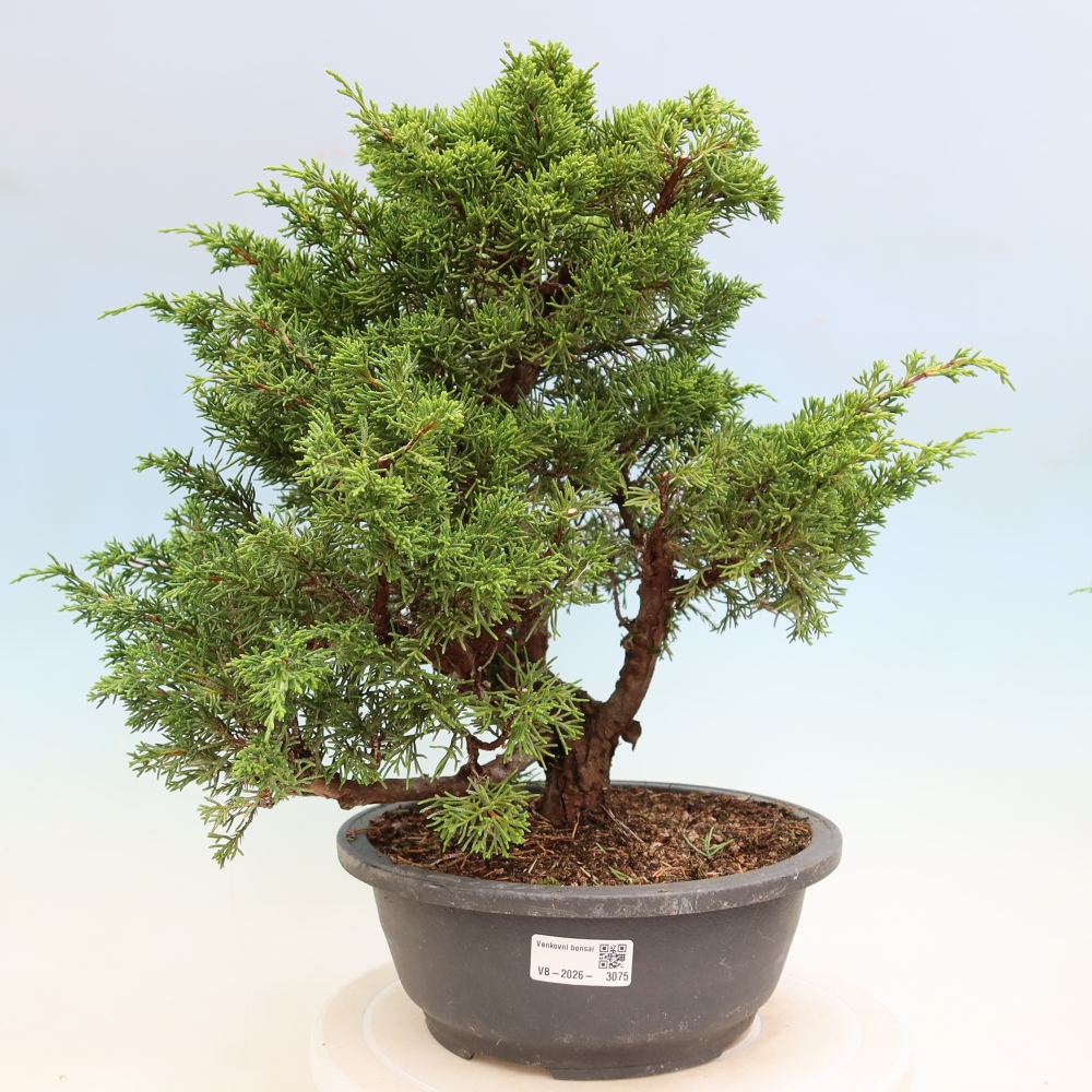 Outdoor Bonsai - Juniperus chinensis Itoigawa - Chinese Juniper