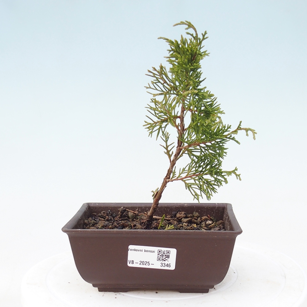 Outdoor bonsai - Juniperus chinensis Itoigawa - Chinese juniper