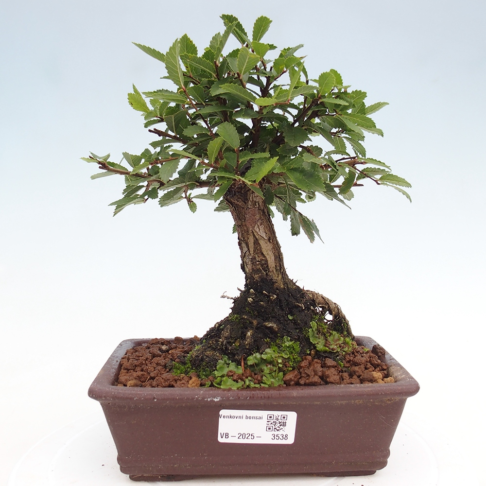 Outdoor bonsai - Zelkova - Zelkova NIRE