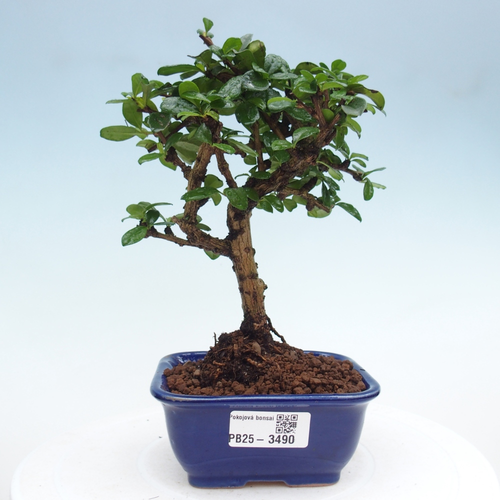 Room bonsai - Carmona macrophylla - Tea fuki