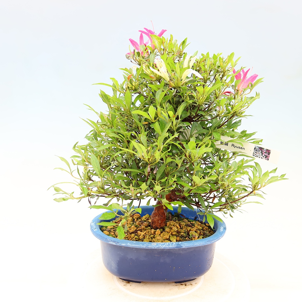 Outdoor bonsai - Japanese Azalea - Azalea Ryusen