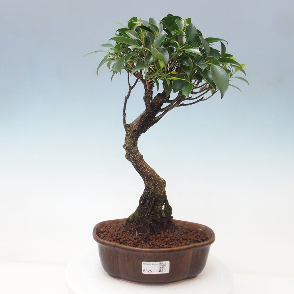 Indoor bonsai - Ficus retusa - small ficus