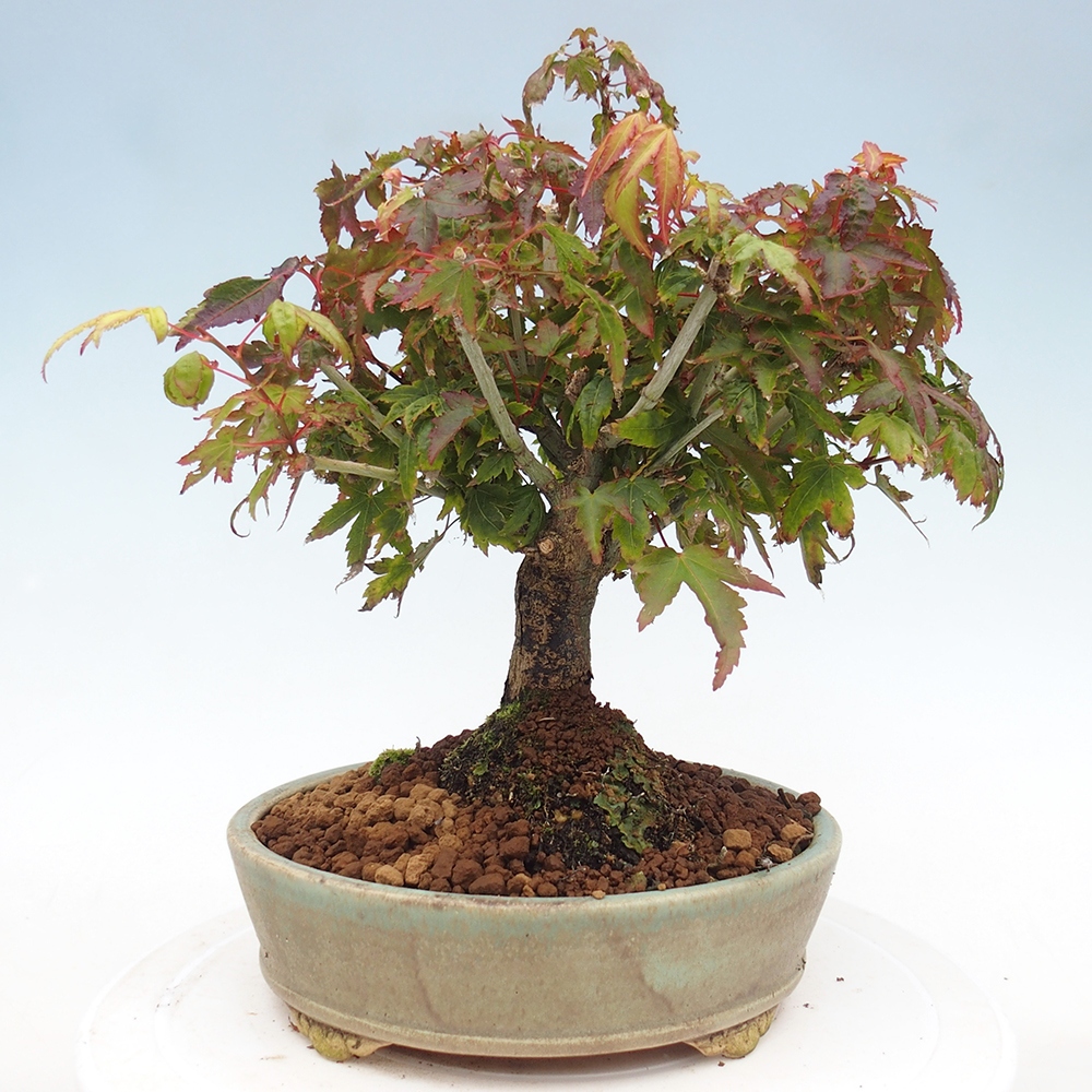 Acer palmatum KIOHIME - Palmetto maple
