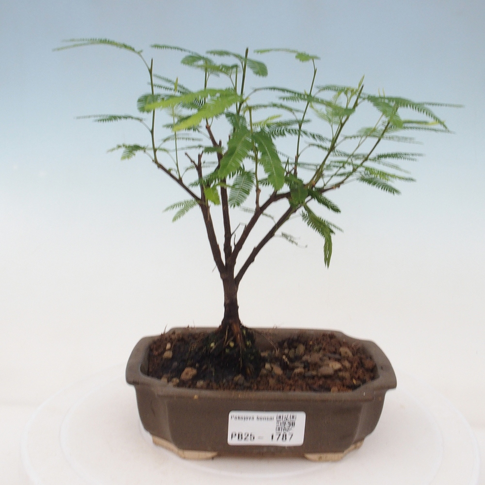 Room bonsai-Calliandra surinamensis Dixie Pink -Kaliandra of Suria