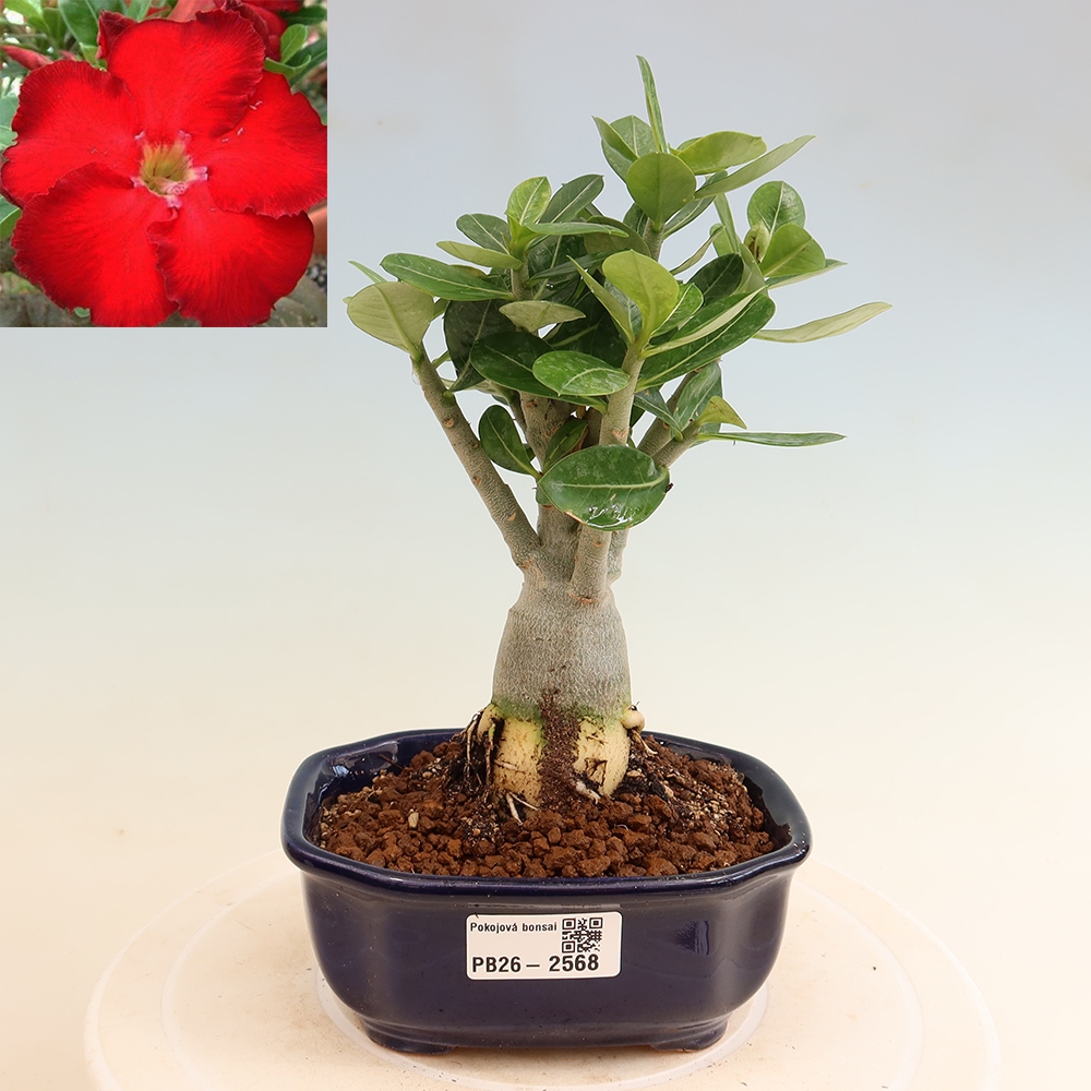 Indoor Bonsai - Adenium obesum Red Star - Desert Rose