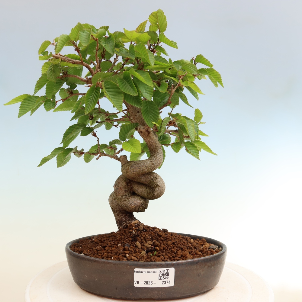 Outdoor bonsai -Carpinus coreana - Korean Hornbeam