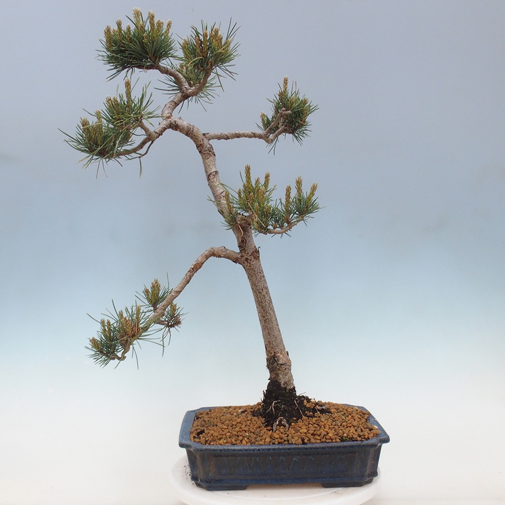 Outdoor bonsai - Pinus Sylvestris - Scots pine