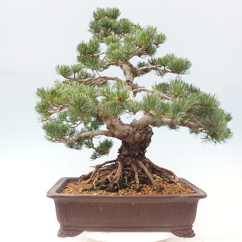 Outdoor bonsai - Pinus parviflora - Pinus parviflora