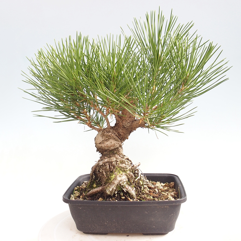 Outdoor bonsai - Pinus thunbergii - Thunberg pine