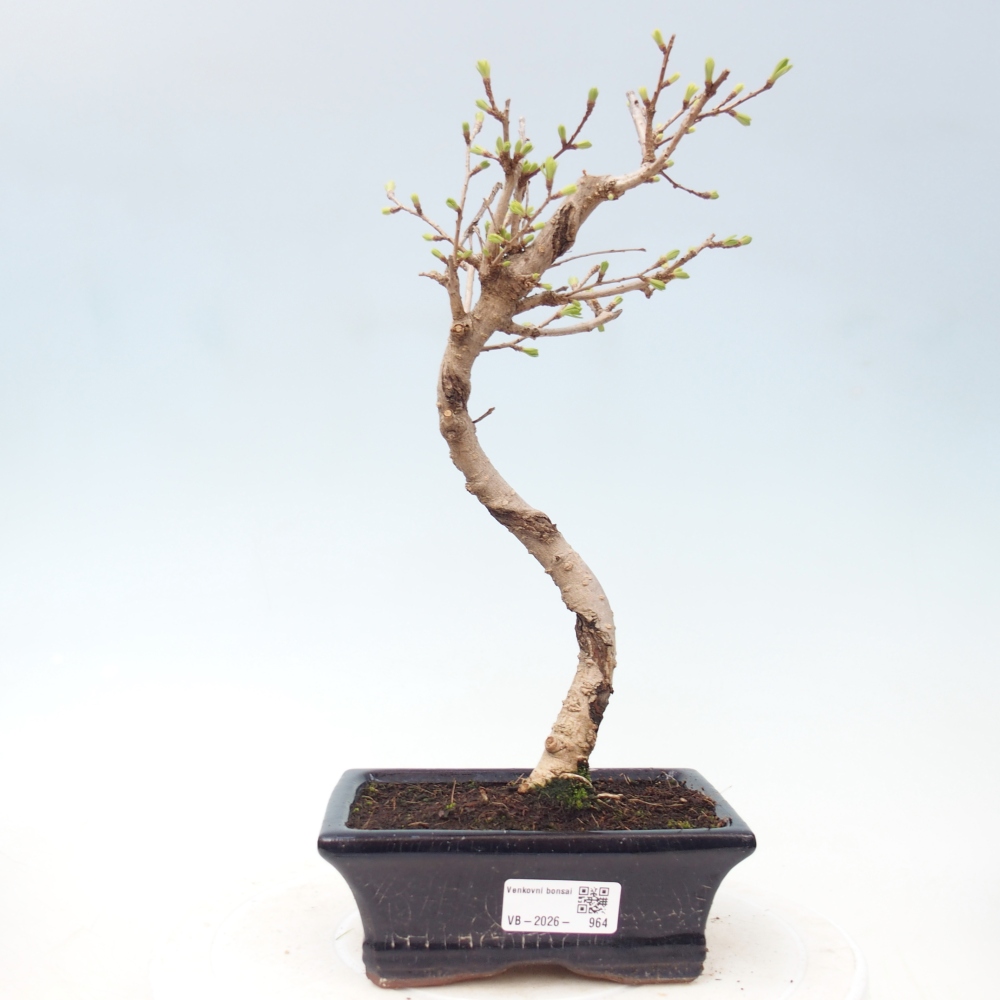 Outdoor bonsai -Pseudolarix amabis-Pseudolarix amabis