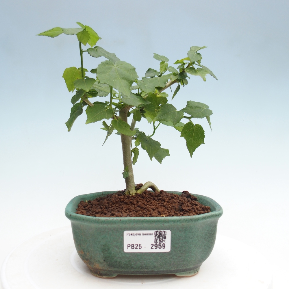 Indoor bonsai - Malvaviscus arboreus - woody hibiscus