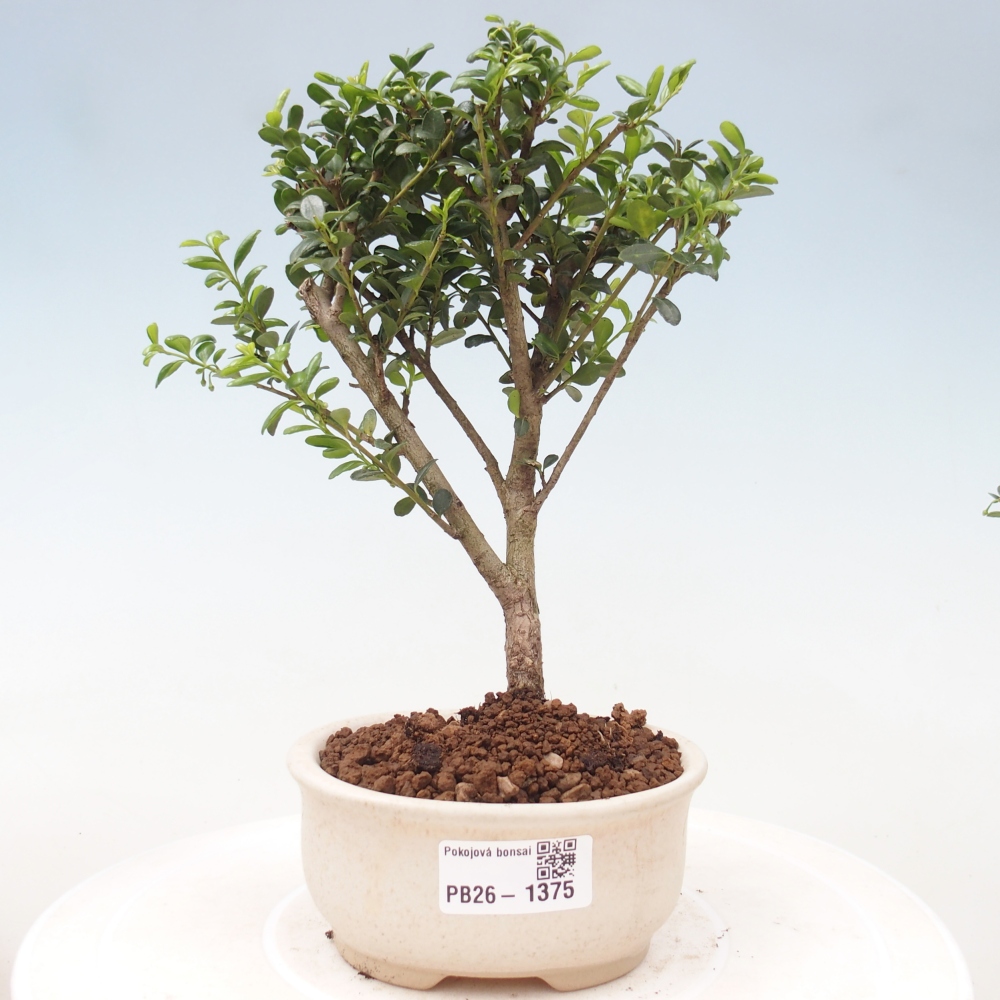 Room bonsai - Ilex crenata - Holly
