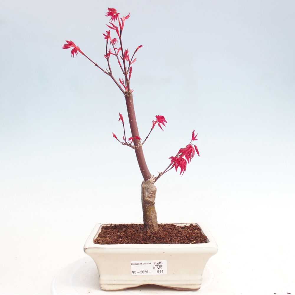 Outdoor bonsai - Acer palmatum DESHOJO