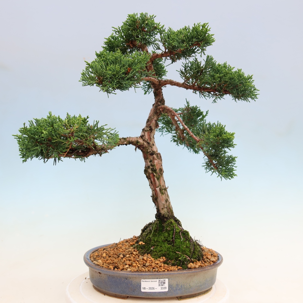 Outdoor bonsai - Juniperus chinensis Kishu