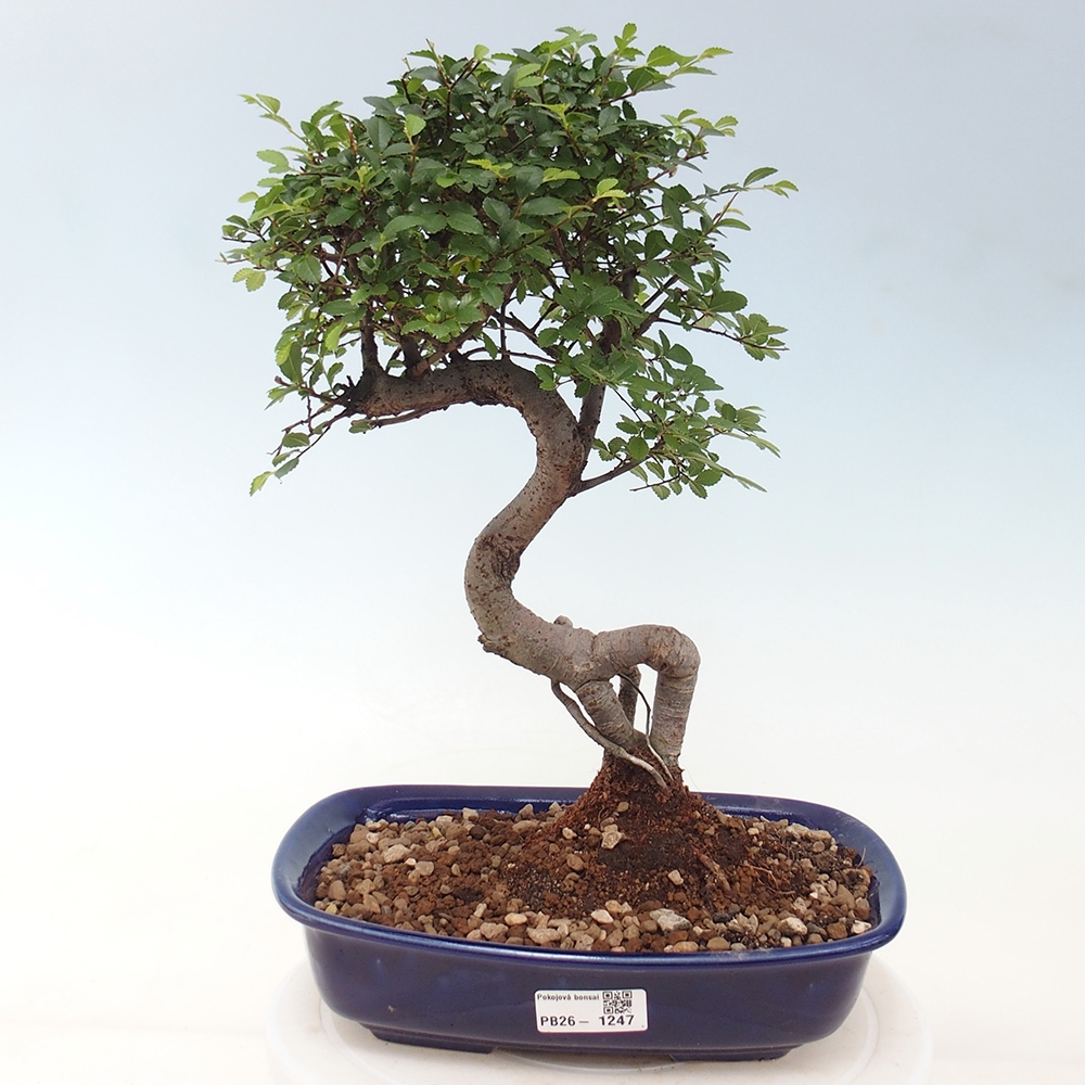 Room bonsai - Ulmus parvifolia - Small-leaved elm