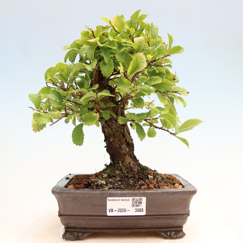 Outdoor bonsai - Zelkova - Zelkova NIRE