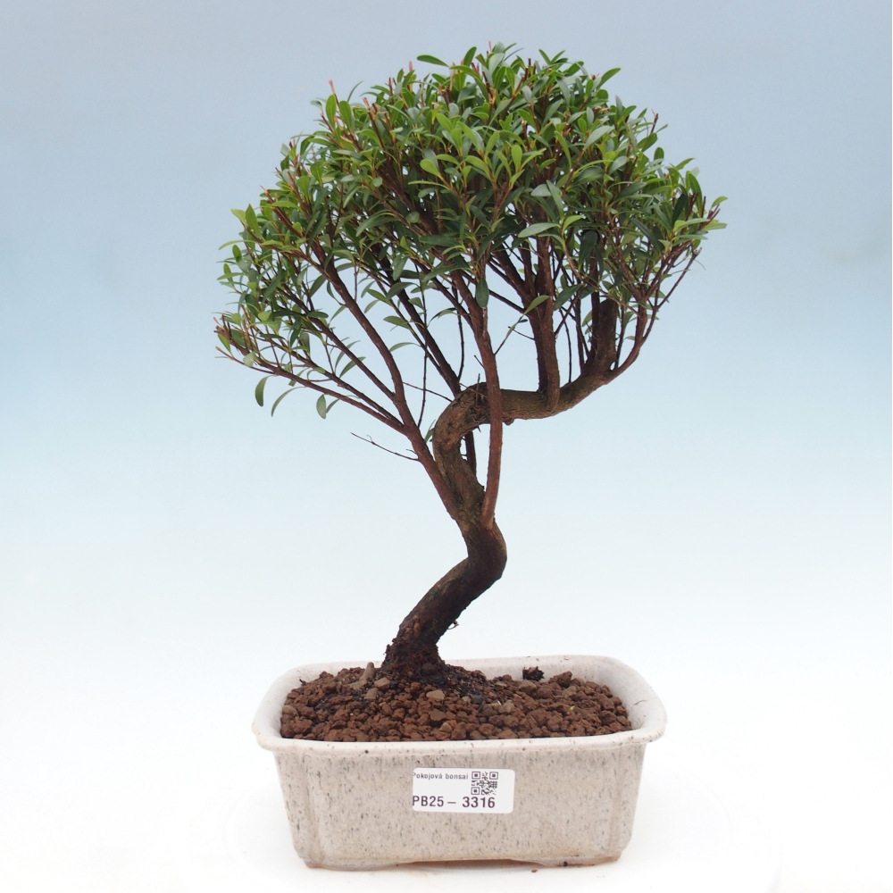 Room bonsai - Syzygium - Pimento