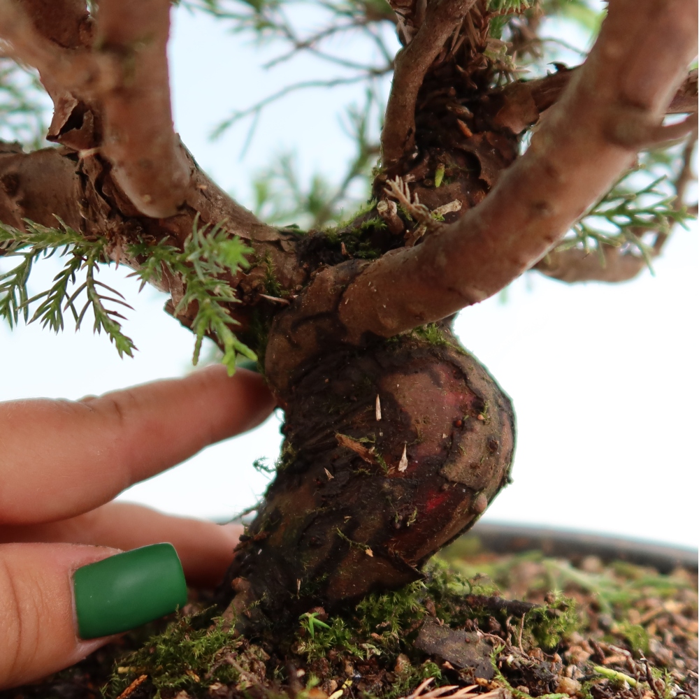 Outdoor Bonsai - Juniperus chinensis Itoigawa - Chinese Juniper