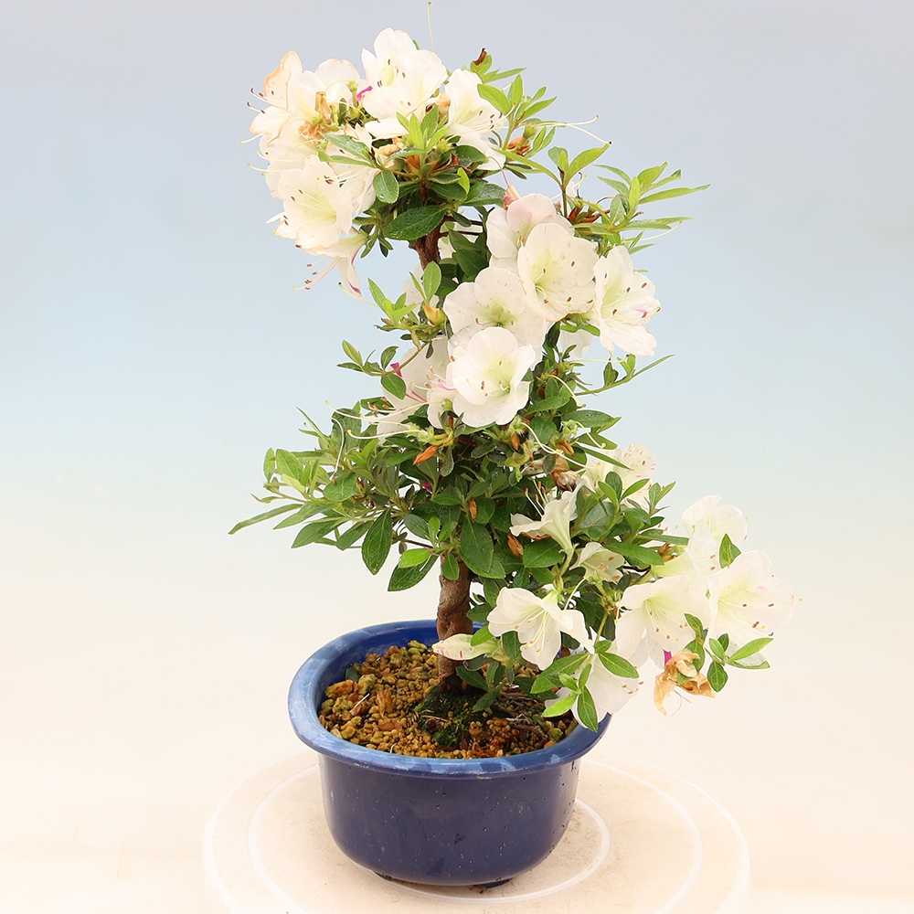 Outdoor bonsai - Japanese Azalea - Azalea Yukigesho