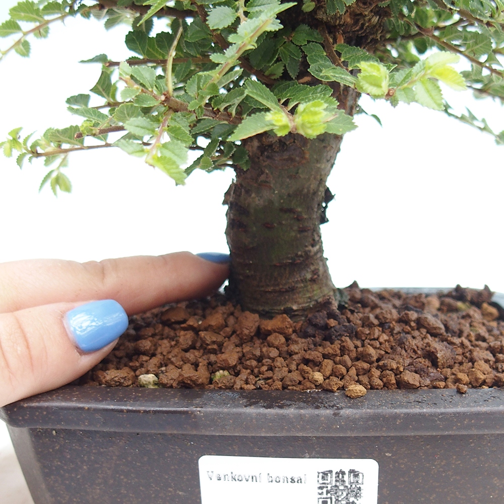 Outdoor bonsai - Ulmus parvifolia Hokkaido - Chinese elm