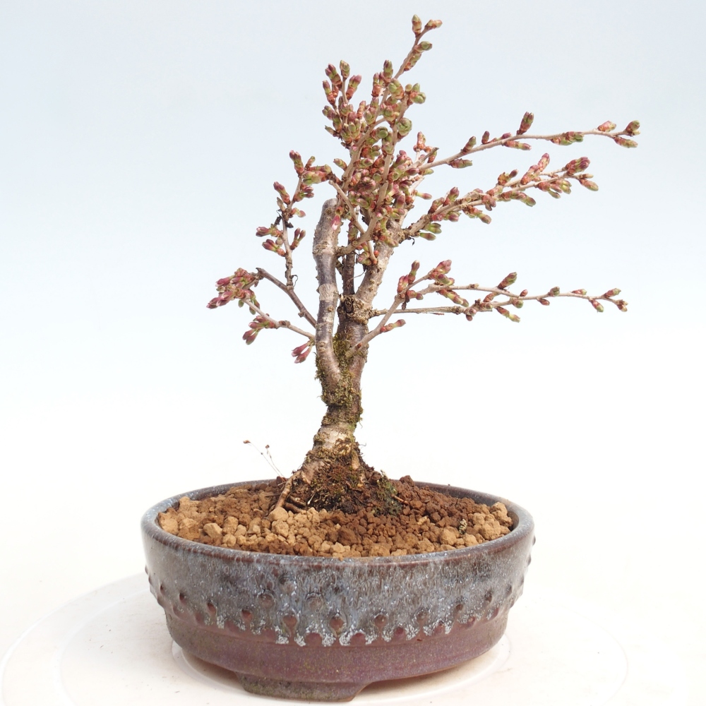 Outdoor bonsai - Prunus incisa Kojou-no mai-Plivon cut out