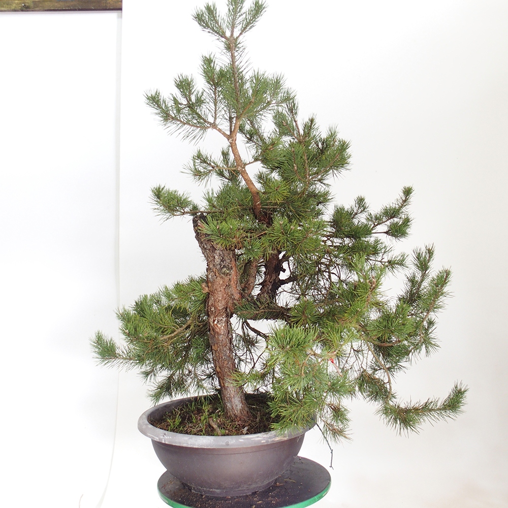 Yamadori - Pinus sylvestris Spain