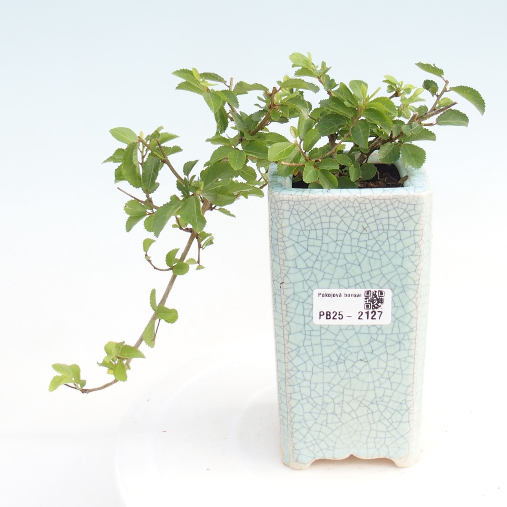 Indoor bonsai - Grewia occidentalis - Lavender star