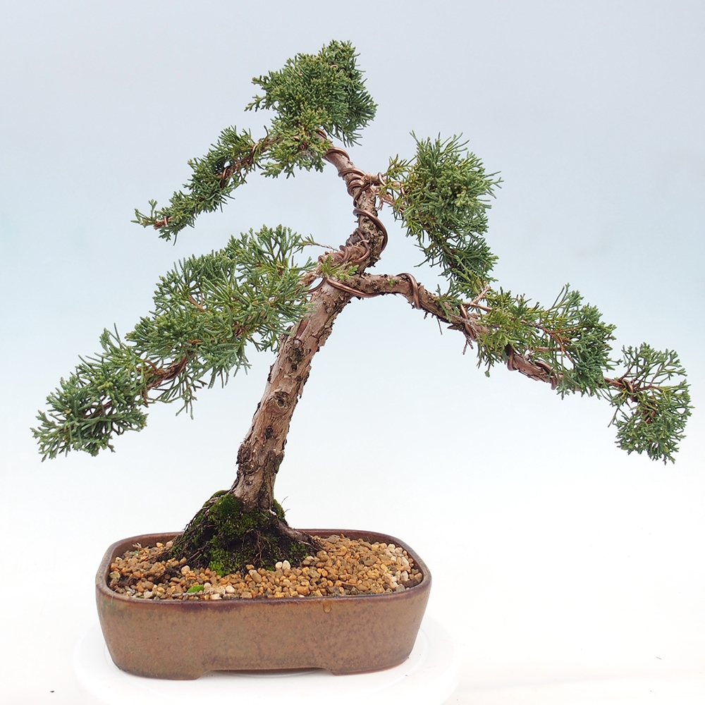 Outdoor bonsai - Juniperus chinensis Kishu