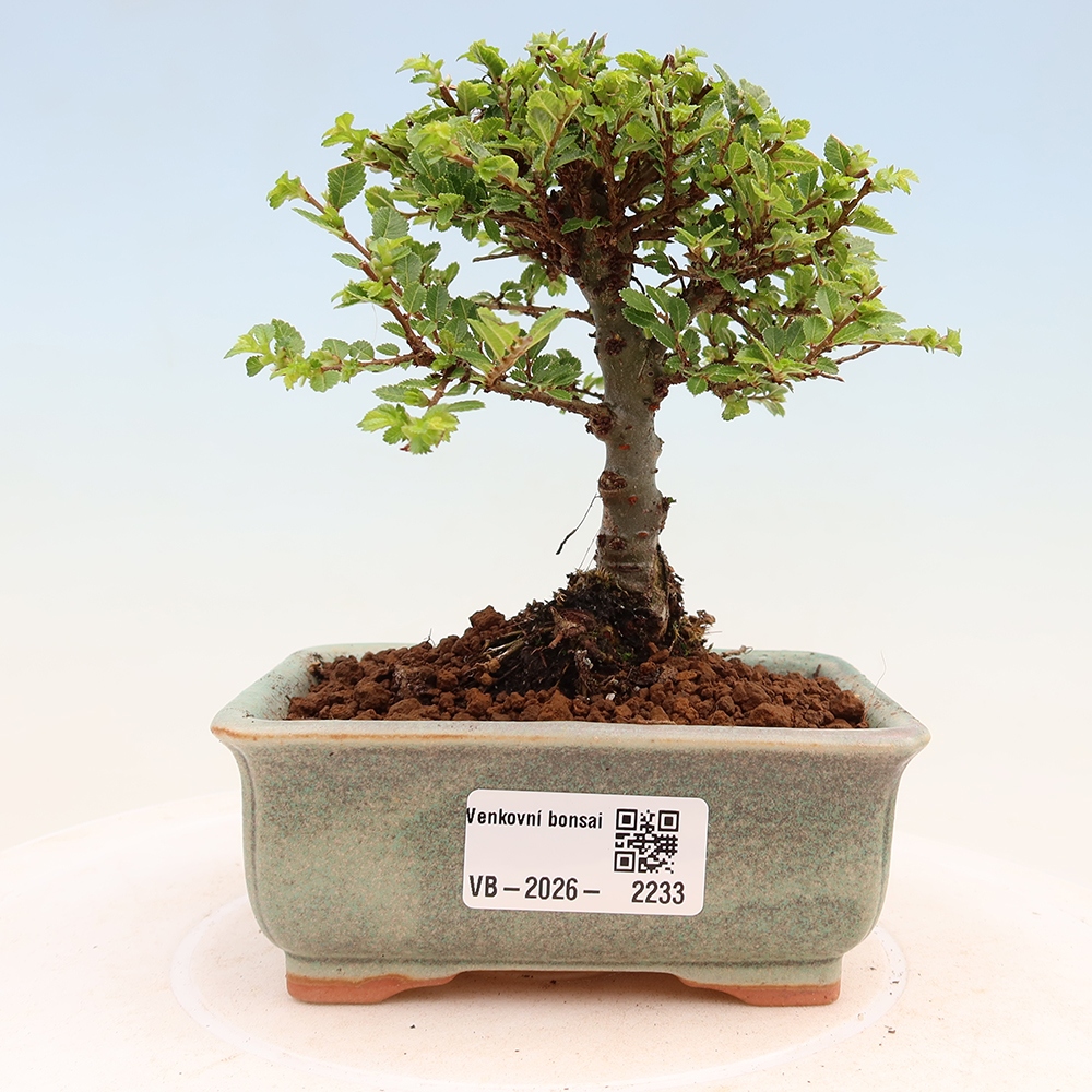 Outdoor Bonsai - Ulmus parvifolia 'Sagei' - Small-leaved Elm
