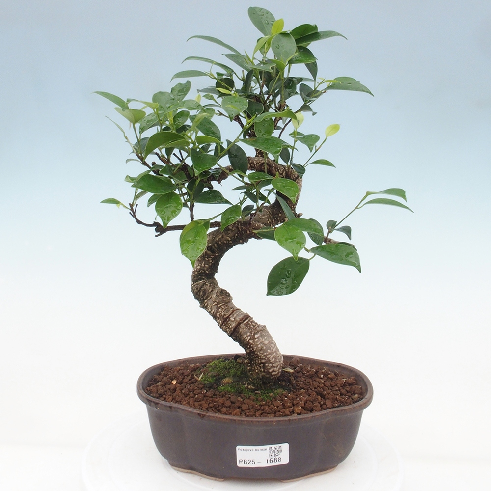 Indoor bonsai - Ficus retusa - small ficus