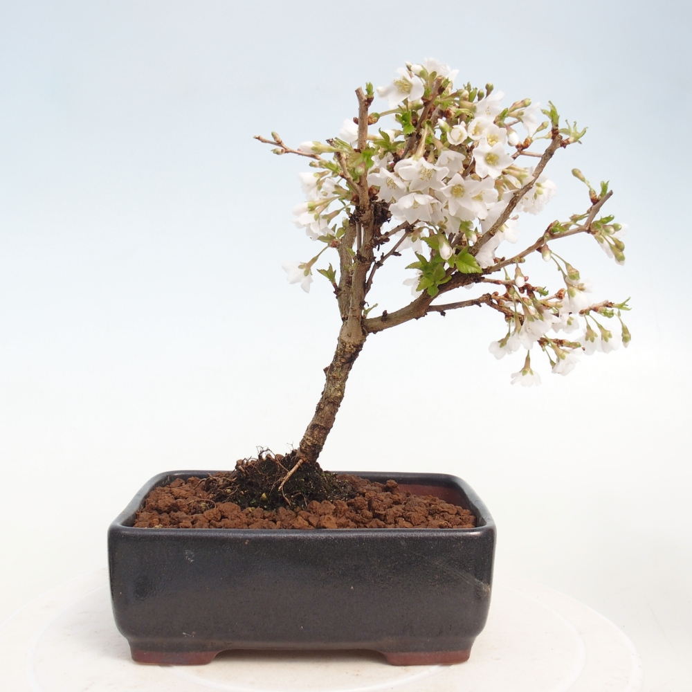 Outdoor bonsai - Prunus incisa Kojou-no mai-Plivon cut out
