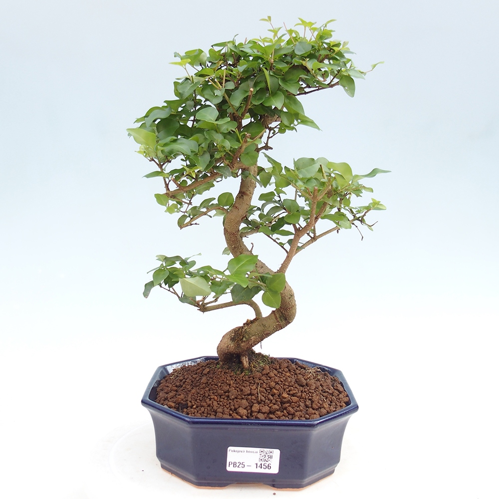 Indoor bonsai -Ligustrum chinensis - Bird's beak