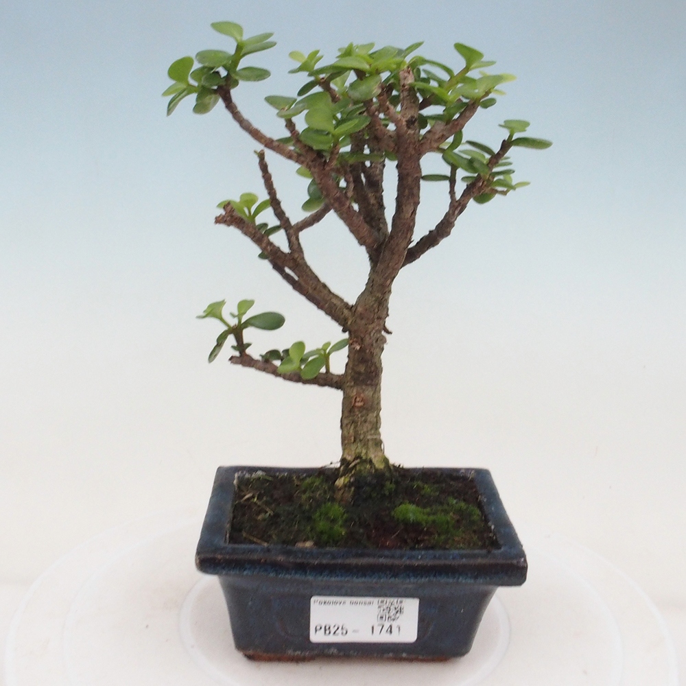 Indoor bonsai - Portulakaria Afra - Tlustice