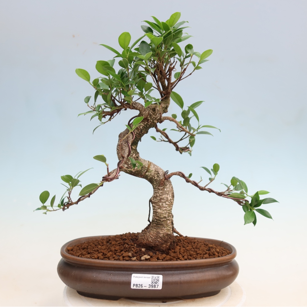 Room bonsai - Ficus kimmen - small-leaved ficus