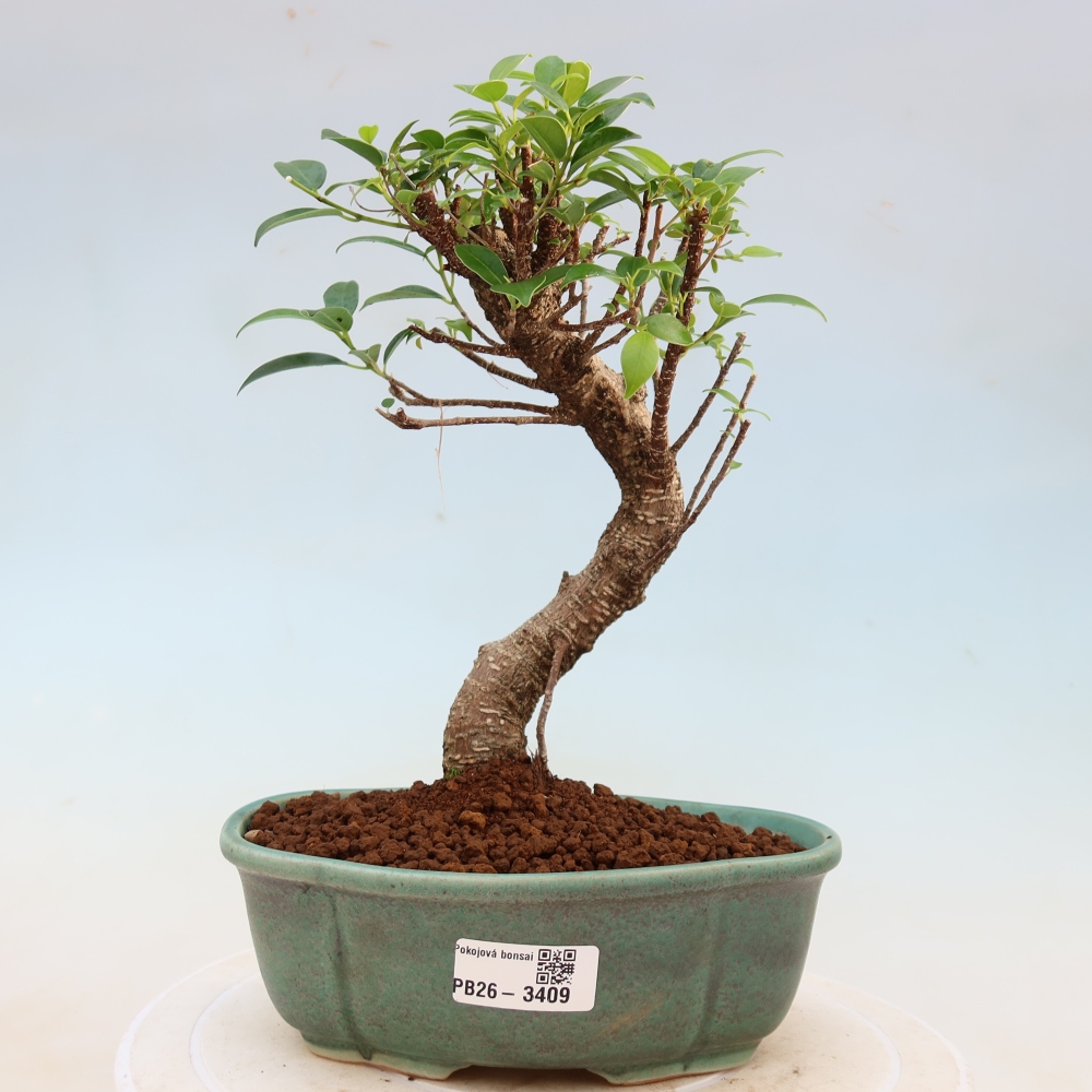 Room bonsai - Ficus kimmen - small-leaved ficus