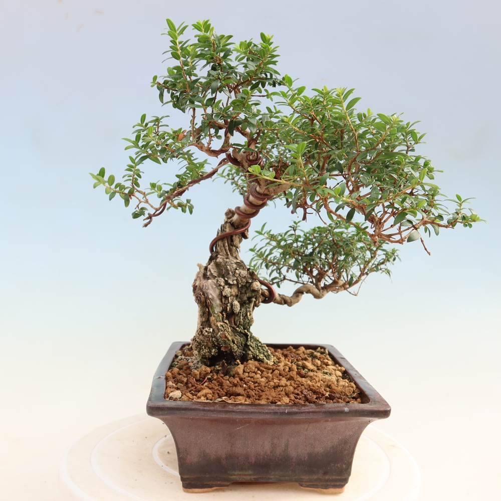 Indoor Bonsai - Myrtus communis - Common Myrtle