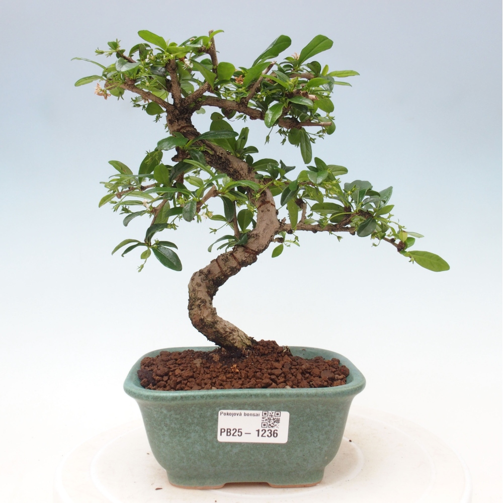 Indoor bonsai - Carmona macrophylla - Fuki tea