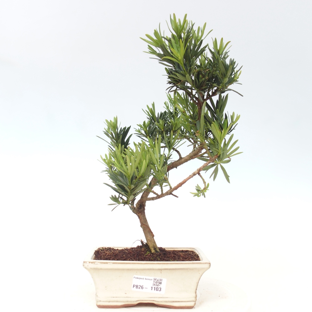 Room bonsai - Podocarpus - Stone Yew