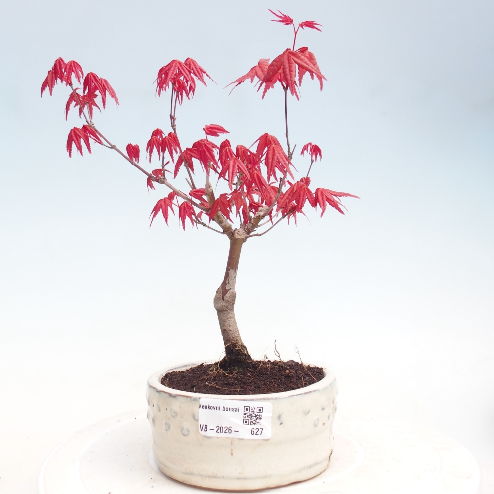 Outdoor bonsai - Maple - Acer palmatum DESHOJO