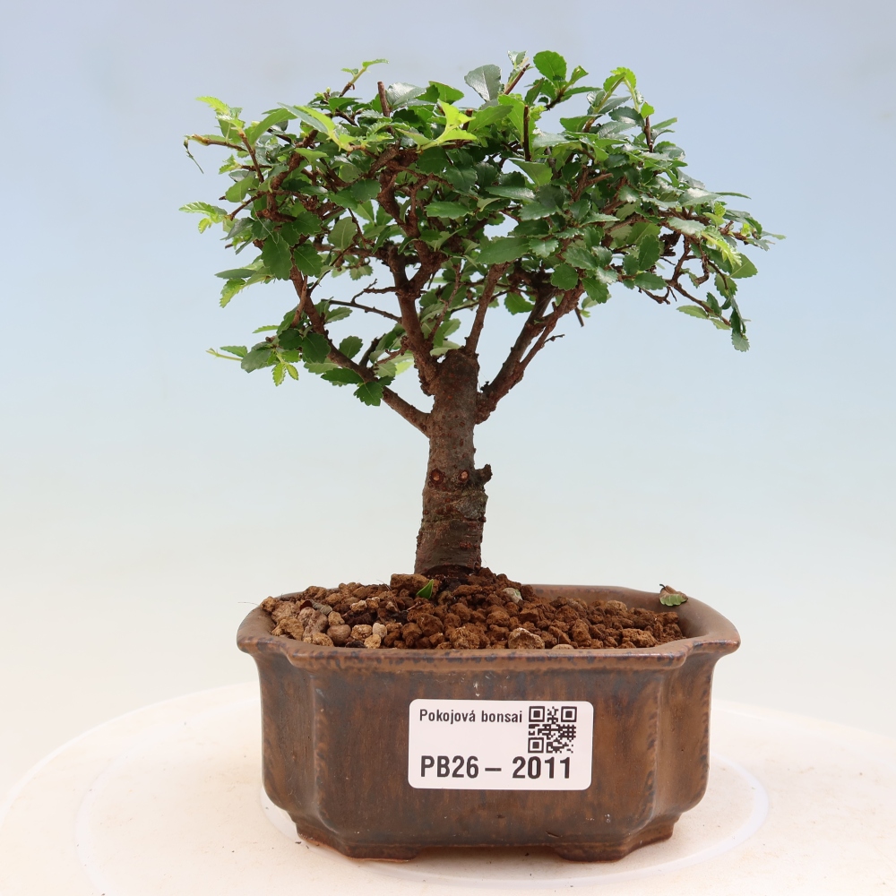Room bonsai - Ulmus parvifolia - Small-leaved elm